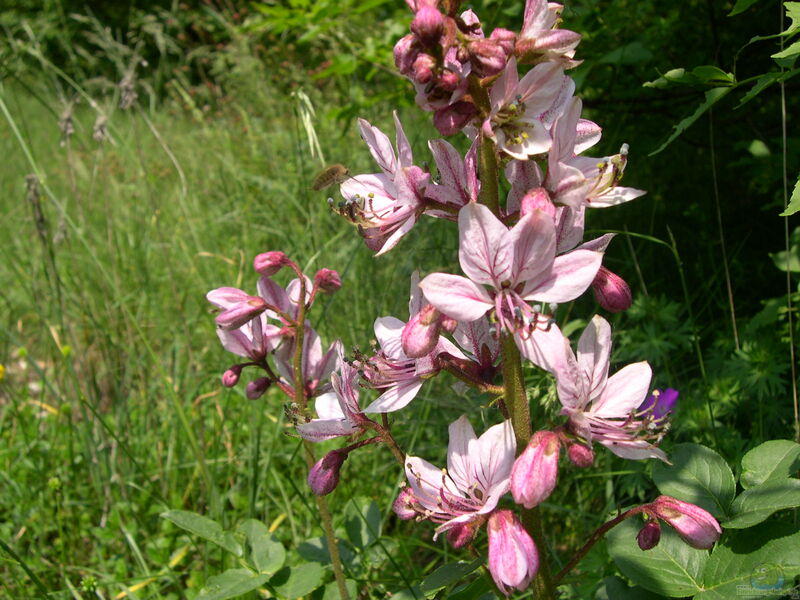 Dictamnus albus im Garten pflanzen (Einrichtungsbeispiele mit Diptam)