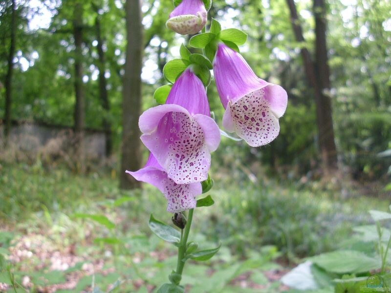 Digitalis purpurea im Garten pflanzen (Einrichtungsbeispiele mit Roter Fingerhut)