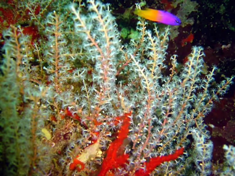 Diodogorgia nodulifera im Aquarium halten (Einrichtungsbeispiele für Rote Fingergorgonie)