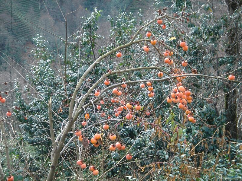 Diospyros kaki im Garten pflanzen (Einrichtungsbeispiele mit Kakipflaume)