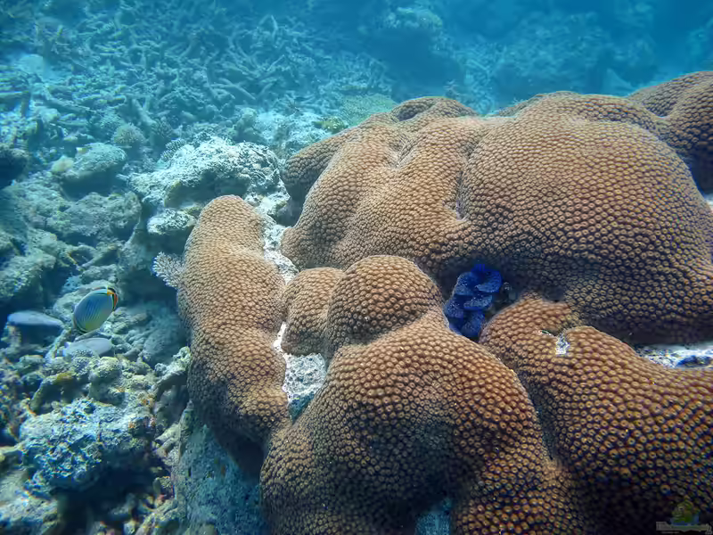 Diploastrea heliopora im Aquarium halten (Einrichtungsbeispiele für Honigwabenkoralle)