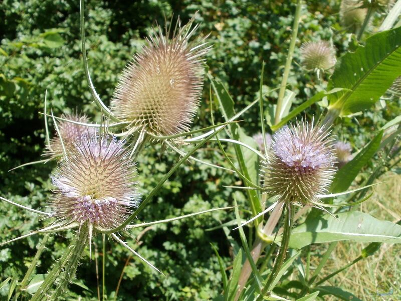 Dipsacus fullonum im Garten pflanzen (Einrichtungsbeispiele mit Wilde Karde)