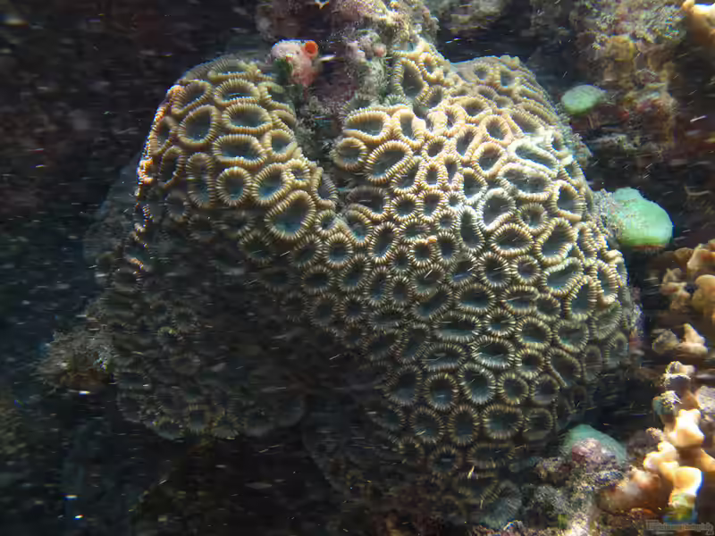 Dipsastraea speciosa im Aquarium halten (Einrichtungsbeispiele für Großpolypige Steinkoralle)