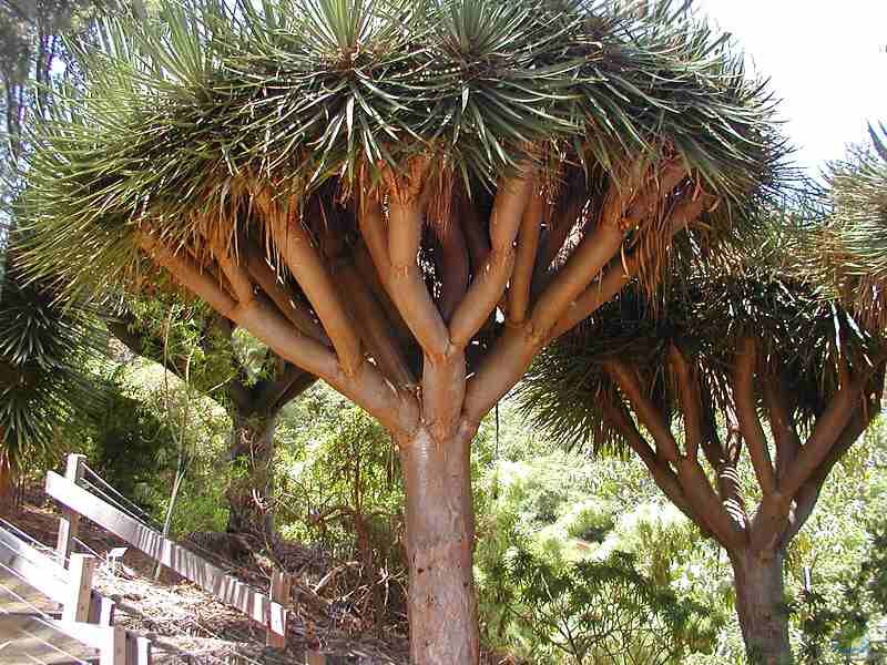 Dracaena draco im Garten pflanzen (Einrichtungsbeispiele mit Drachenbaum)