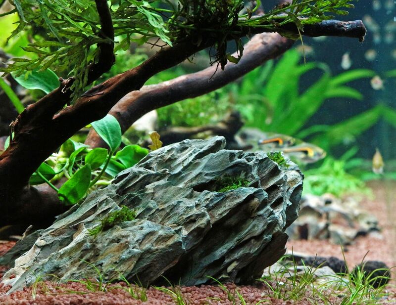 Drachenstein als Deko im Aquarium (Einrichtungsbeispiele mit Ohko Rock)