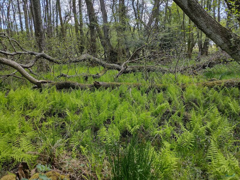 Thelypteris palustris im Garten pflanzen (Einrichtungsbeispiele mit Sumpffarn)