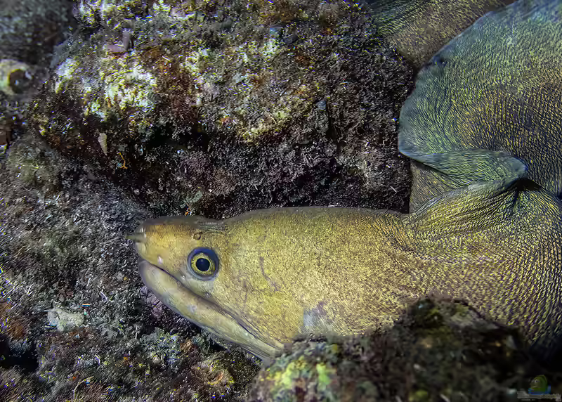 Echidna delicatula im Aquarium halten (Einrichtungsbeispiele für Labyrinthmuräne)