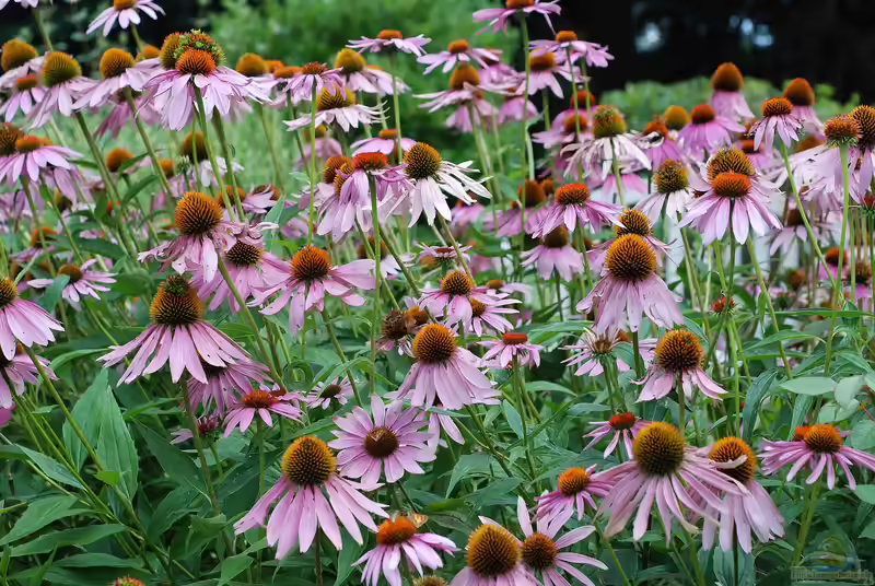 Echinacea purpurea am Gartenteich pflanzen (Einrichtungsbeispiele mit Purpur-Sonnenhut)