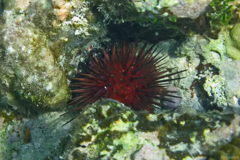 Echinometra lucunter im Aquarium halten (Einrichtungsbeispiele für Karibischer Bohrseeigel)