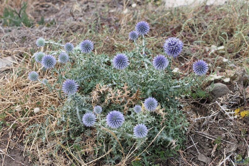 Echinops ritro im Garten pflanzen (Einrichtungsbeispiele mit Kugeldistel)