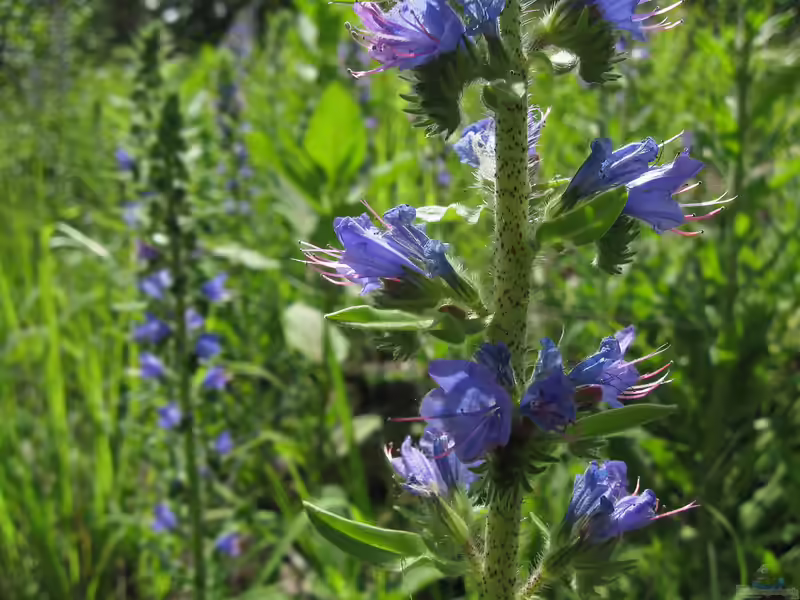 Echium vulgare im Garten pflanzen (Einrichtungsbeispiele mit Gewöhnlicher Natternkopf)