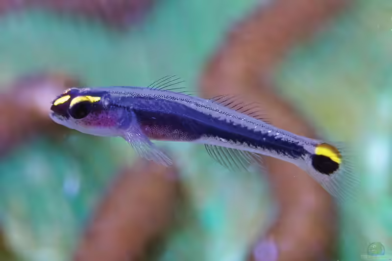 Elacatinus jarocho im Aquarium halten (Einrichtungsbeispiele für Elacatinus jarocho)