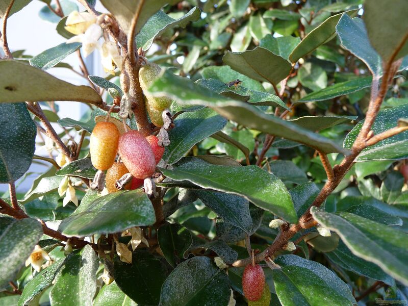 Elaeagnus ebbingei im Garten pflanzen (Einrichtungsbeispiele mit Wintergrüne Ölweide)