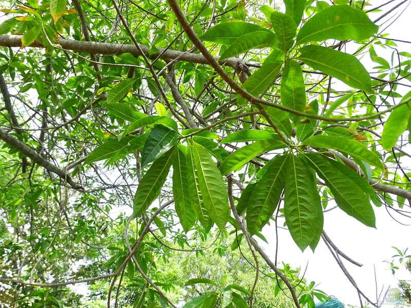 Elaeocarpus ganitrus im Garten pflanzen (Einrichtungsbeispiele mit Ganiterbaum)