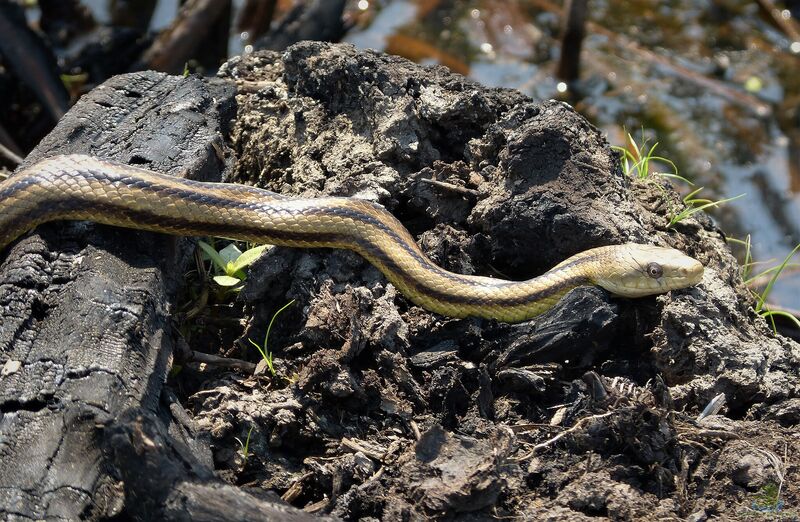 Elaphe obsoleta quadrivittata im Terrarium halten (Einrichtungsbeispiele für Gelbgrüne Rattennatter)