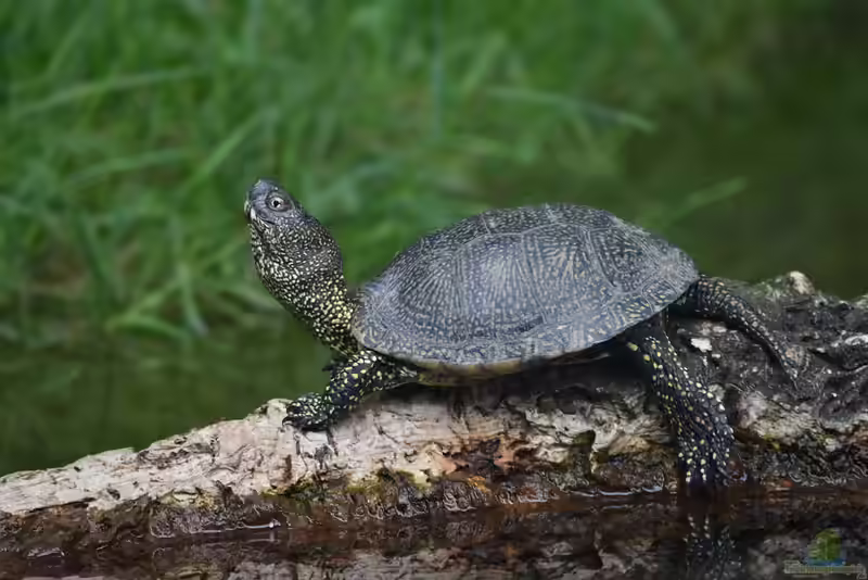 Emys orbicularis halten (Einrichtungsbeispiele für Europäische Sumpfschildkröte)