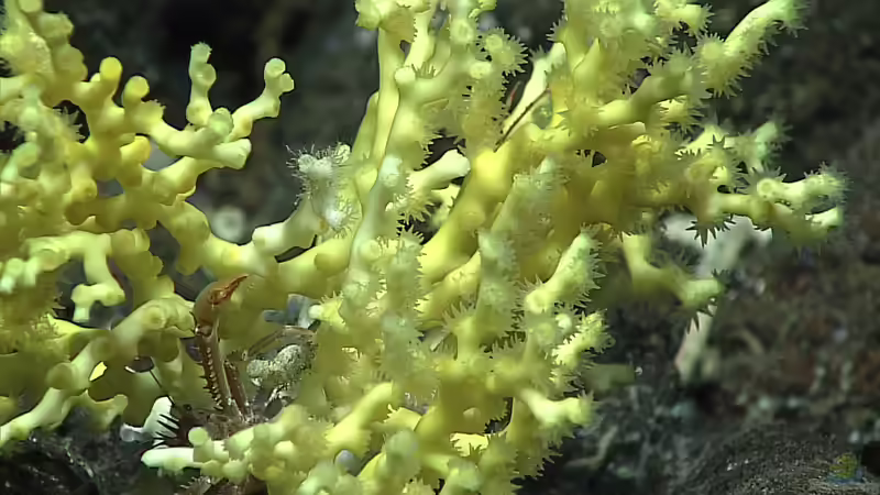 Enallopsammia rostrata im Aquarium halten (Einrichtungsbeispiele für Großpolypige Steinkoralle)