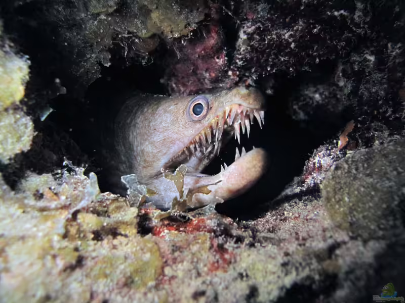 Enchelycore nigricans im Aquarium halten (Einrichtungsbeispiele für Nigeria-Muräne)