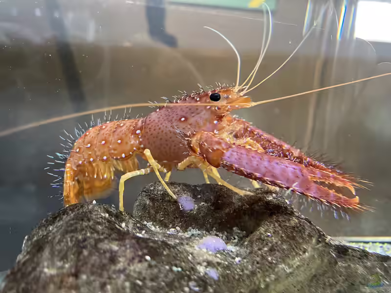 Enoplometopus occidentalis im Aquarium halten (Einrichtungsbeispiele für Hawaii-Riffhummer)