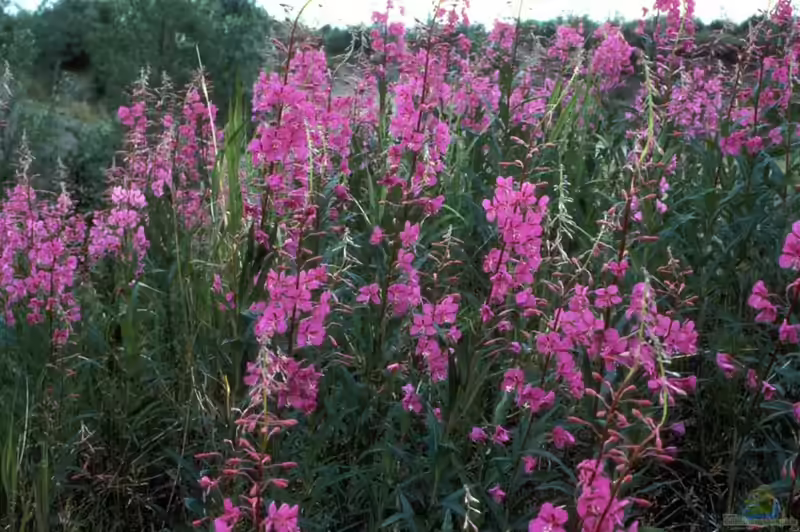 Epilobium angustifolium im Garten pflanzen (Einrichtungsbeispiele mit Schmalblättriges Weidenröschen)