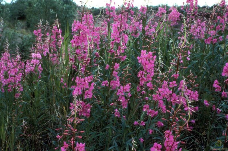 Epilobium angustifolium im Garten pflanzen (Einrichtungsbeispiele mit Schmalblättriges Weidenröschen)