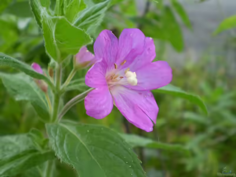 Epilobium parviflorum im Garten pflanzen (Einrichtungsbeispiele mit Kleinblütiges Weidenröschen)