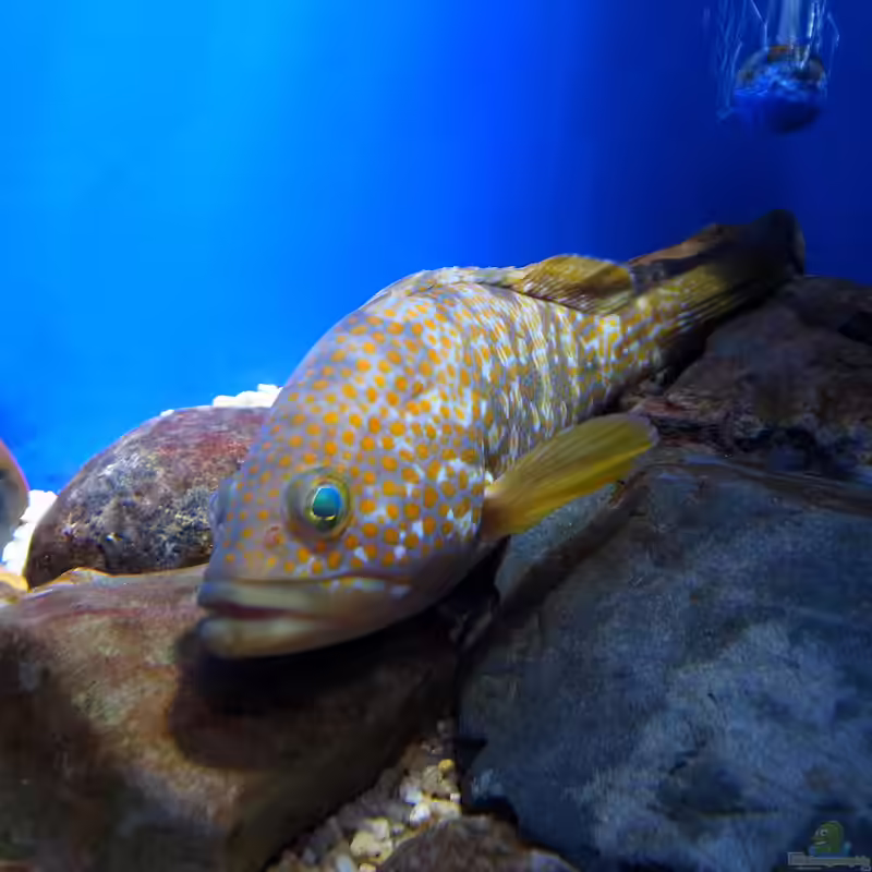 Epinephelus akaara im Aquarium halten (Einrichtungsbeispiele für Hong Kong-Barsch)