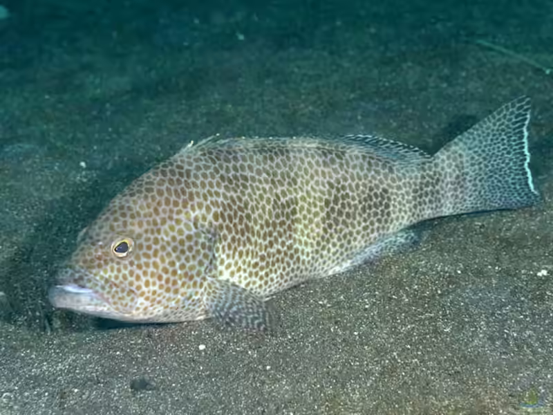 Epinephelus areolatus im Aquarium halten (Einrichtungsbeispiele für Polygon-Wabenbarsch)