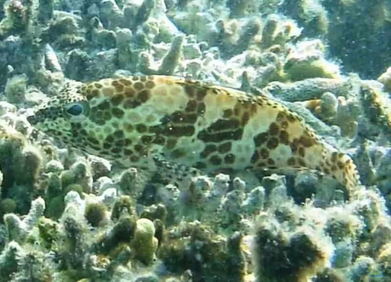 Epinephelus merra im Aquarium halten (Einrichtungsbeispiele für Honigwaben-Zackenbarsch)