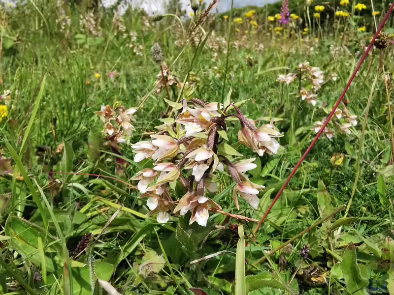 Epipactis palustris am Gartenteich (Einrichtungsbeispiele mit Sumpf-Stendelwurz)
