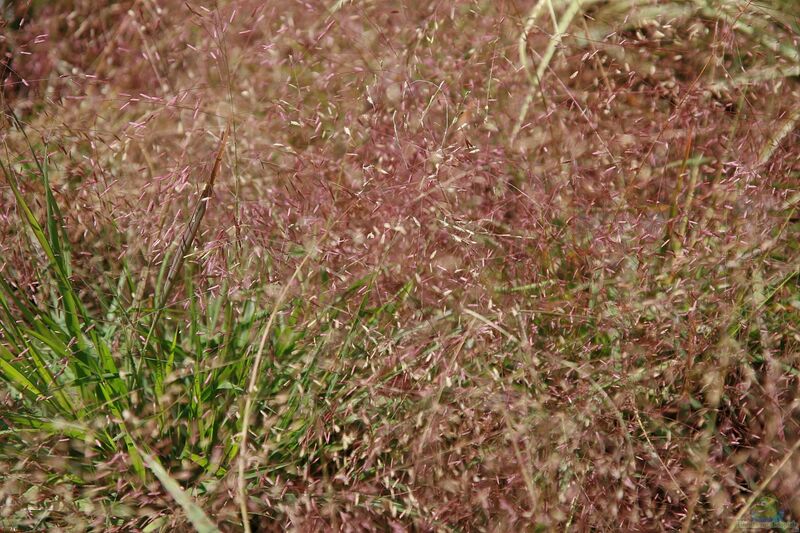 Eragrostis spectabilis am Gartenteich pflanzen (Einrichtungsbeispiele mit Purpur-Liebesgras)