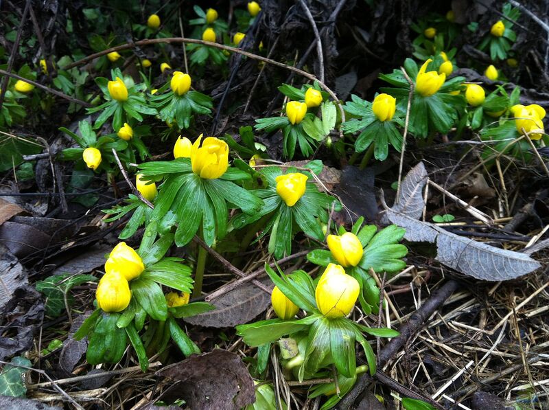 Eranthis hyemalis im Garten pflanzen (Einrichtungsbeispiele mit Winterling)