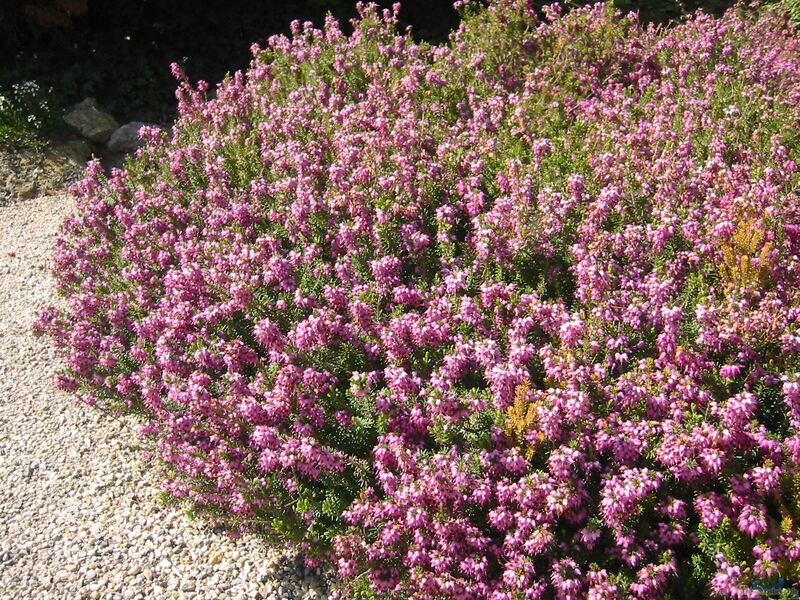 Erica carnea im Garten pflanzen (Einrichtungsbeispiele mit Schneeheide)