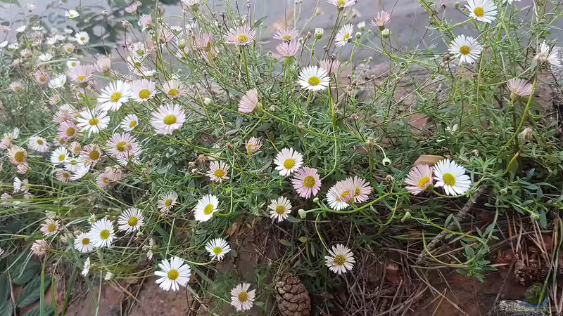 Erigeron karvinskianus im Garten pflanzen (Einrichtungsbeispiele mit Spanisches Gänseblümchen)