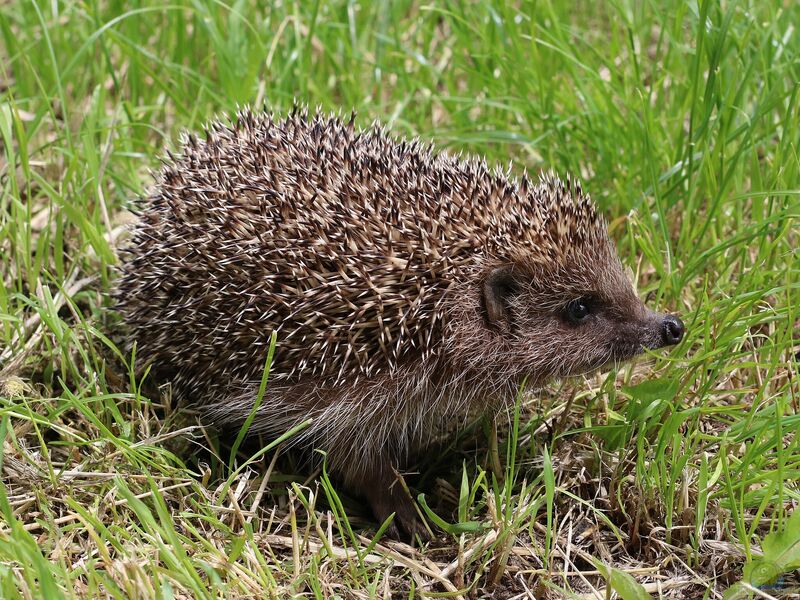 Erinaceus im Garten (Einrichtungsbeispiele mit Igel)