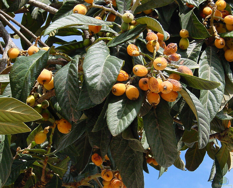 Eriobotrya japonica im Garten pflanzen (Einrichtungsbeispiele mit Japanische Wollmispel)