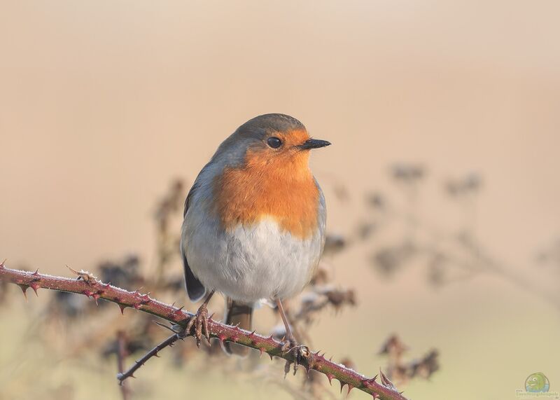 Erithacus rubecula im Garten (Einrichtungsbeispiele mit Rotkehlchen)