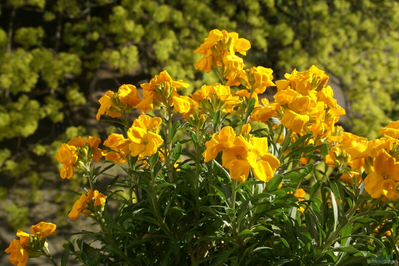 Erysimum cheiri im Garten pflanzen (Einrichtungsbeispiele mit Goldlack)