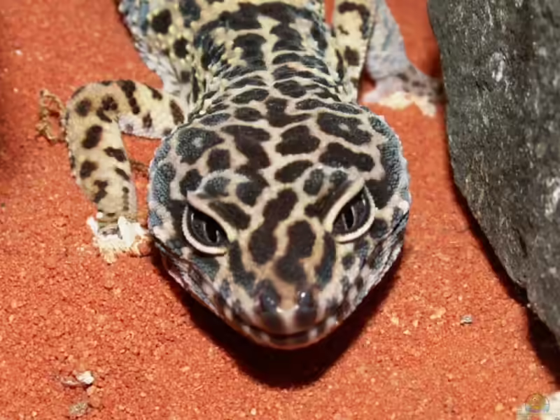 Eublepharis macularius im Terrarium halten (Einrichtungsbeispiele für Leopardgecko)