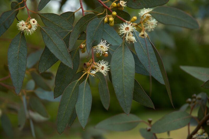 Eucalyptus gunnii im Garten pflanzen (Einrichtungsbeispiele mit Mostgummi-Eukalyptus)