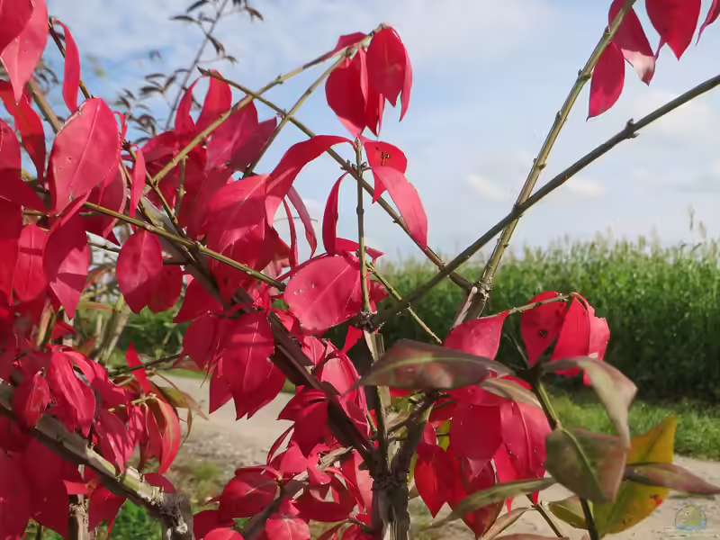 Euonymus alatus im Garten pflanzen (Einrichtungsbeispiele mit Flügel-Spindelstrauch)