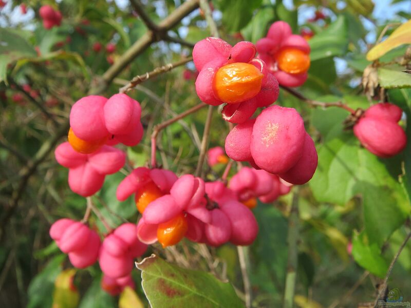 Euonymus europaeus im Garten pflanzen (Einrichtungsbeispiele mit Pfaffenhütchen)