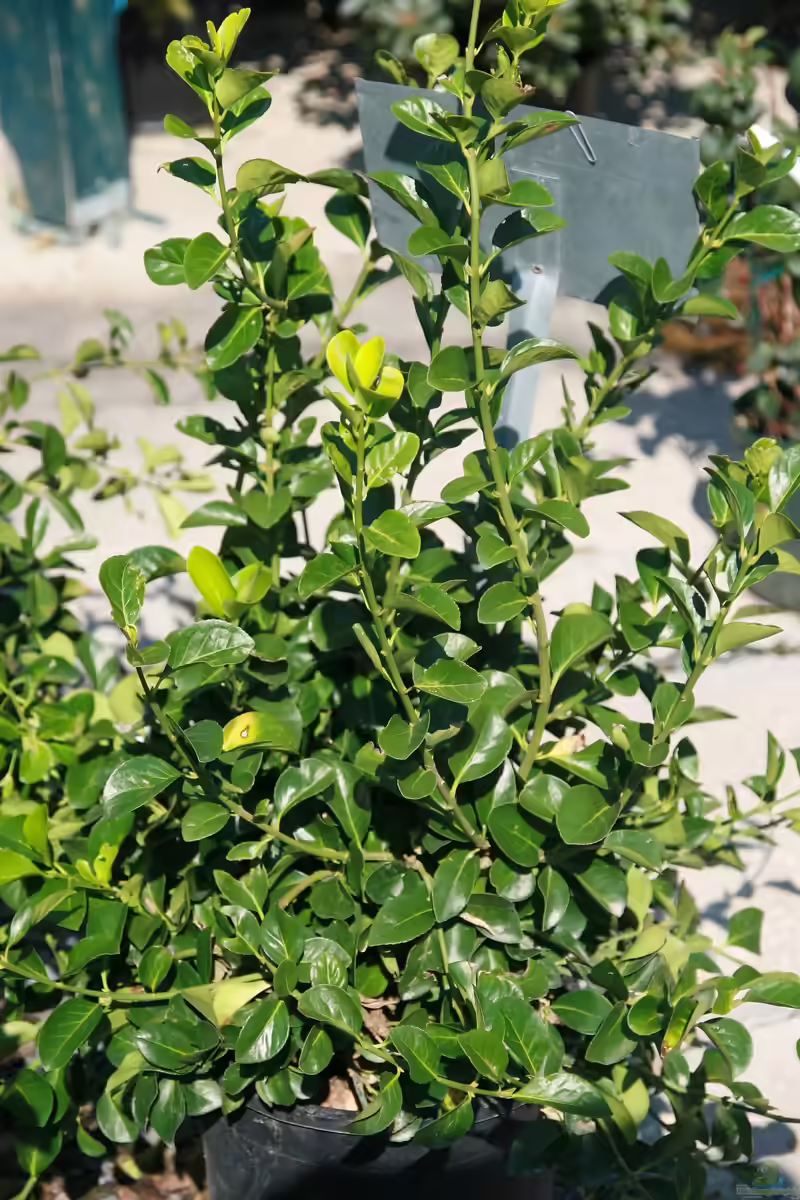 Euonymus kiautschovicus im Garten pflanzen (Einrichtungsbeispiele mit Chinesischer Spindelstrauch)