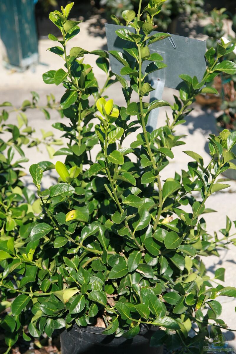 Euonymus kiautschovicus im Garten pflanzen (Einrichtungsbeispiele mit Chinesischer Spindelstrauch)