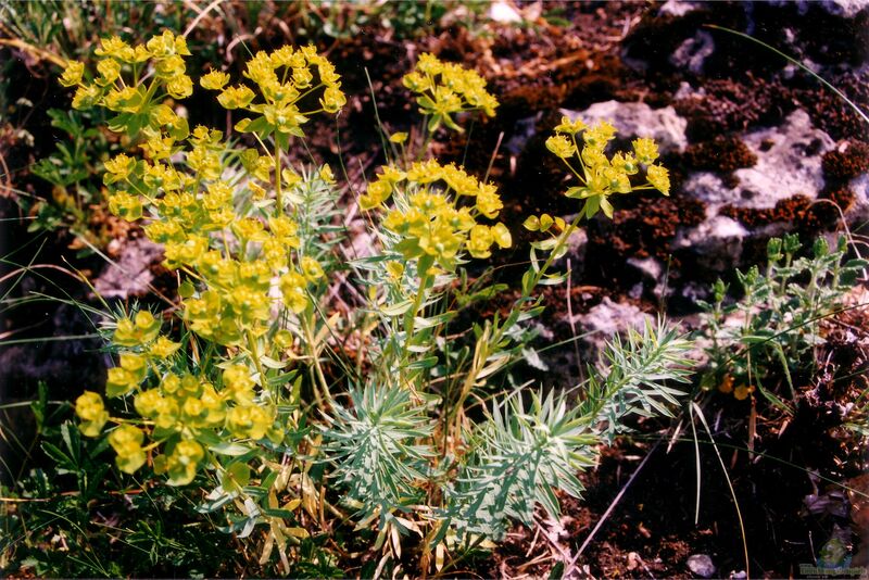 Euphorbia im Garten pflanzen (Einrichtungsbeispiele mit Wolfsmilch)