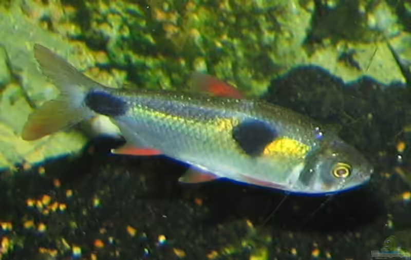 Exodon paradoxus im Aquarium halten (Einrichtungsbeispiele für Zweitupfen-Raubsalmler)