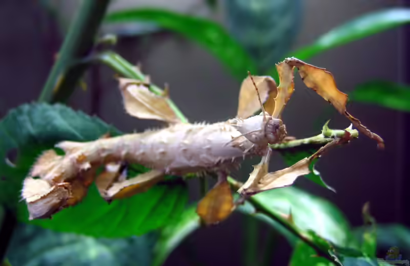 Extatosoma tiaratum im Terrarium halten (Einrichtungsbeispiele für Australische Gespenstschrecke)