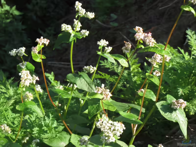 Fagopyrum esculentum im Garten pflanzen (Einrichtungsbeispiele mit Echter Buchweizen)