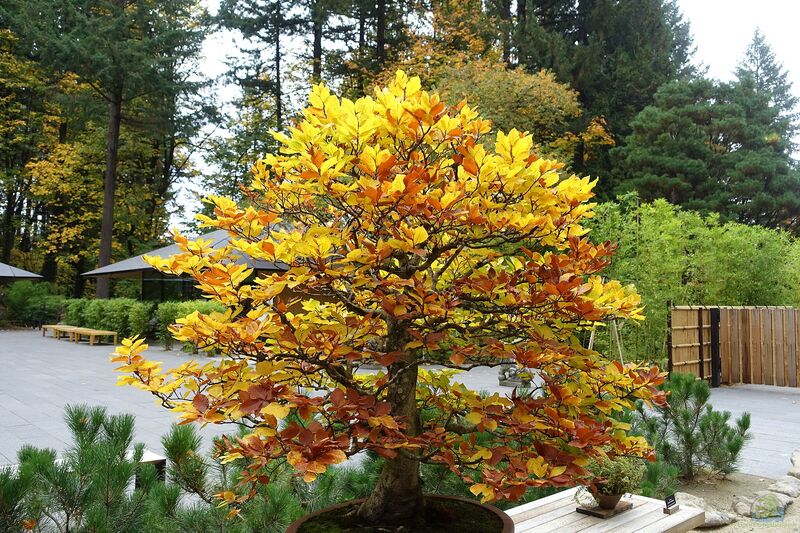 Fagus sylvatica im Garten pflanzen (Einrichtungsbeispiele mit Rotbuche)