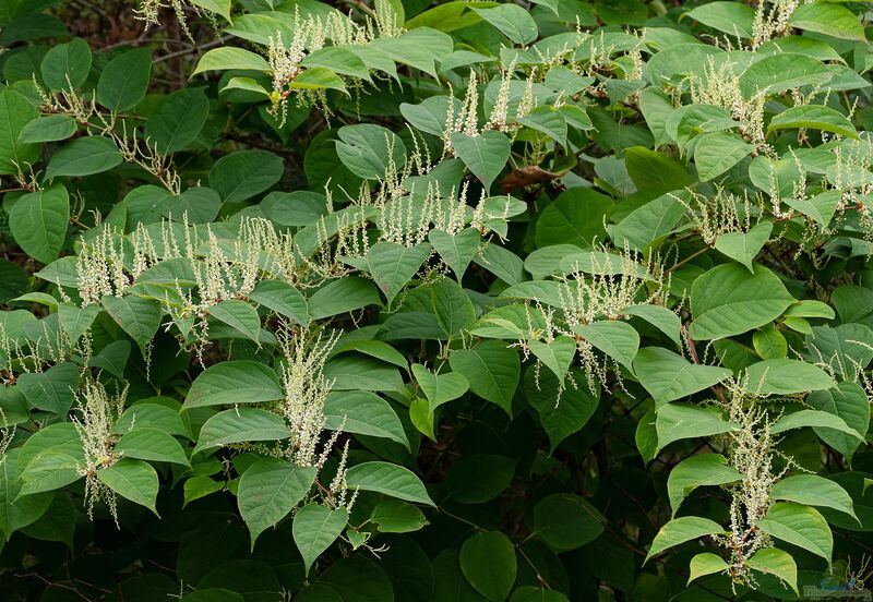 Fallopia japonica im Garten pflanzen (Einrichtungsbeispiele mit Japanischer Staudenknöterich)